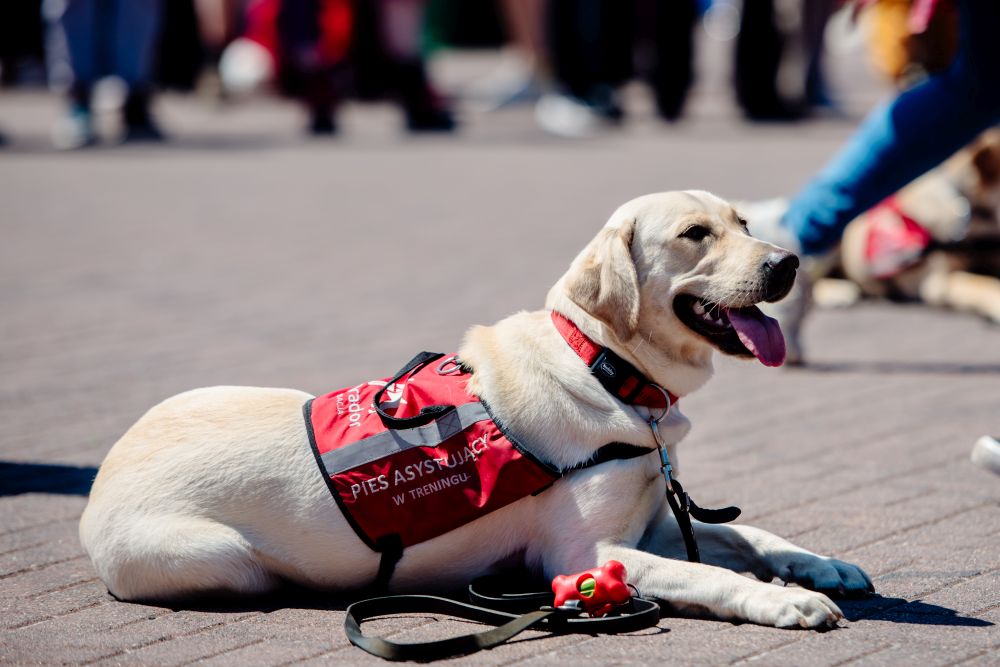 Pyrkon jeszcze bardziej dostępny. Maskarada w polskim języku migowym