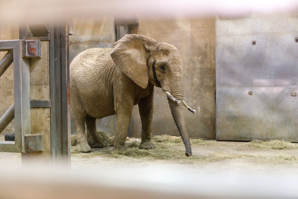 Trzy słonice przyjechały do poznańskiego zoo. Etosha, Saiwa i Daisy mają nowy dom